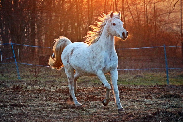 Paarden van a tot z: rassen, verzorging, training en gezondheid ontmaskerd